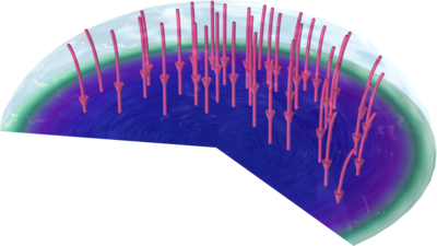 Corrosion Under an Evans Droplet