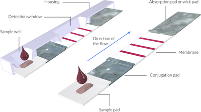 Modeling an LFA Rapid Detection Test