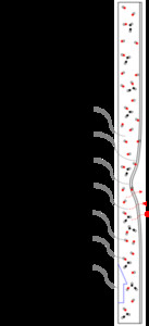Computational Modeling and Simulation of the Human Duodenum