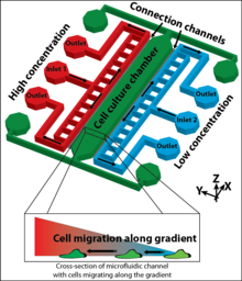 Simulation of Chemotractant Gradients in Microfluidic Channels to Study ...