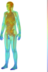 Human Thermoregulation and Spatial Temperature for Frostbite Prediction ...