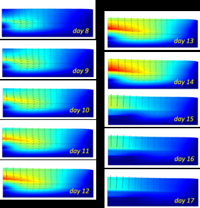 Poroelastic Models of Stress Diffusion and Fault Re-Activation in ...