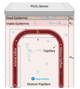 COMSOL Simulation of Transcutaneous O₂ Transport for Accurate Personalized ...