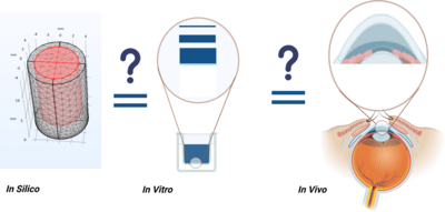 In Vitro–In Vivo Correlation and CFD Modeling of Solution Permeation in a ...