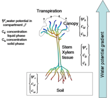 Modeling Phytoremediation by Mangroves