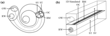 Feed-forward/Feed-backward Mechanical Amplification in the Mouse Cochlea