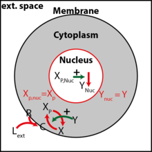 Simulating Organogenesis in COMSOL Multiphysics®: Cell-based Signaling ...