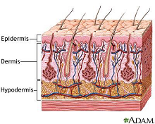 Cellular Scale Model of Stratum Corneum