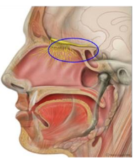 Electrophoretic Focusing and Navigation for Intranasal Target Drug Delivery