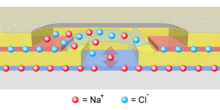 Modeling of Charge Transport in Ion Bipolar Junction Transistors
