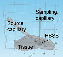 Tuning Sensitivity to Ectopeptidase Rates in the Rat Hippocampus Using ...