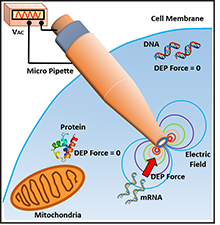 Design of a Dielectrophoretic Based Micropipette for Gene Expression ...