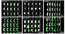 Optimization of Insulator-Based Dielectrophoretic Devices