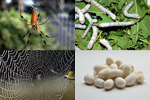 Simulating the Flow of Native Silk Feedstocks In Vivo