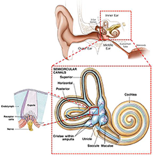 Design, Simulation, and Fabrication of Thermal Angular Accelerometers