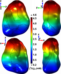 Modeling of the Singlet Oxygen Distribution in Photofrin-Photodynamic ...