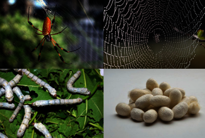 Push or Pull, How Does Silk Flow?