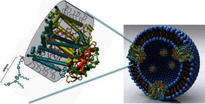 Modeling Enzymatic Pathways in Giant Lipid Vesicles
