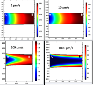 Reactive Transport Modeling of CO2 in Carbonate Rocks: Single Pore Model