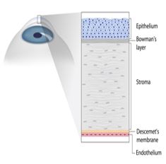Simulation of Measurment of Corneal Permeability by Multi-Drop Method Using ...
