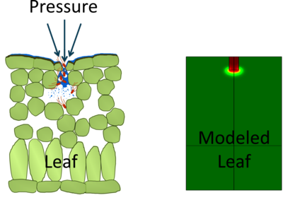 Mechanistic Understanding of Food Microbiological Safety: Multiphase ...