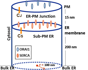 Modelling of Spontaneous Calcium (Ca2+) Microdomains in a Three-Dimensional ...