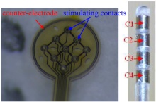 Search for a Suitable Numerical Model for Electrical Stimulation: from the ...