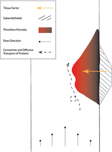 Modeling Thrombosis through Viscosity Variation in a Coupled CFD-Chemical ...