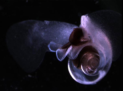 Utrecht University Researches Ocean Acidification with Simulation