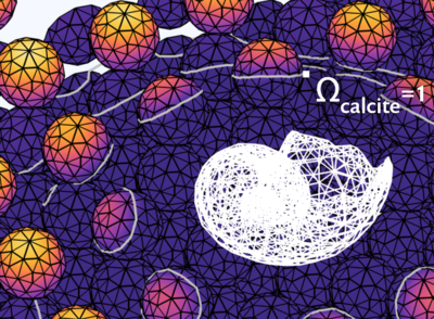 How Decaying Shells Help Preserve the Alkalinity of the Seas